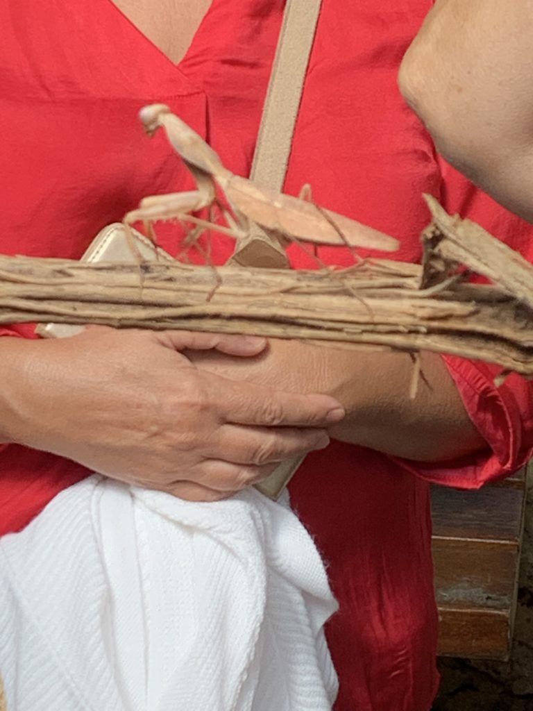 Mante religieuse au Parc Phoenix Nice